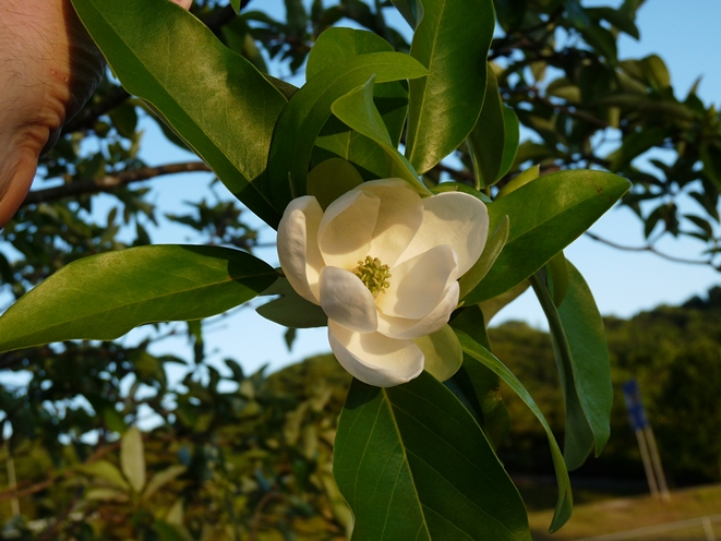 {Magnolia virginiana}